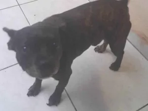 Cachorro raça SRD-ViraLata idade 5 anos nome Floyd 