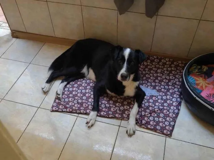 Cachorro ra a SRD-ViraLata idade 6 ou mais anos nome Thor