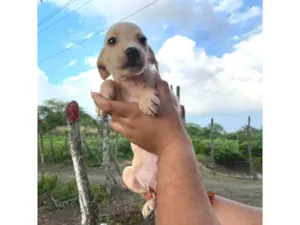 Cachorro raça SRD-ViraLata idade 2 a 6 meses nome SN - SEM NOME