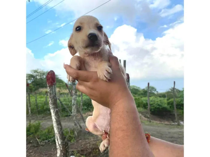 Cachorro ra a SRD-ViraLata idade 2 a 6 meses nome SN - SEM NOME