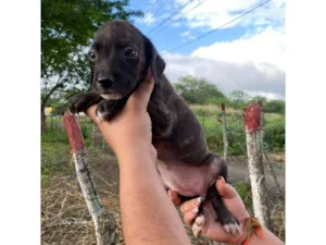 Cachorro raça SRD-ViraLata idade 2 a 6 meses nome SN - SEM NOME