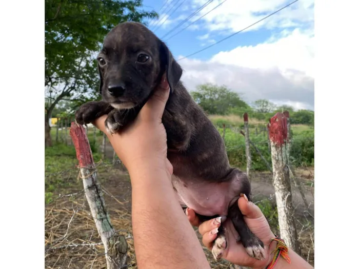 Cachorro ra a SRD-ViraLata idade 2 a 6 meses nome SN - SEM NOME
