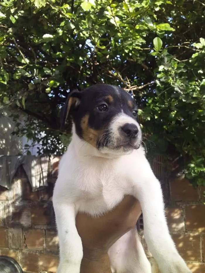 Cachorro ra a SRD-ViraLata idade Abaixo de 2 meses nome Tapioca 