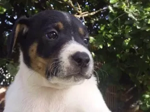 Cachorro raça SRD-ViraLata idade Abaixo de 2 meses nome Tapioca 