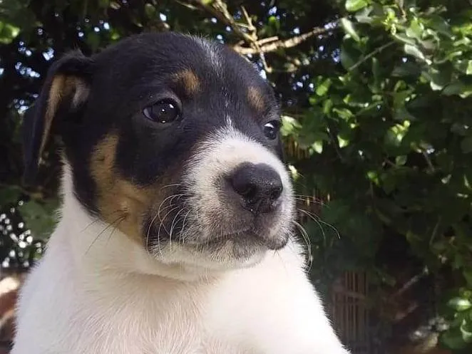 Cachorro ra a SRD-ViraLata idade Abaixo de 2 meses nome Tapioca 