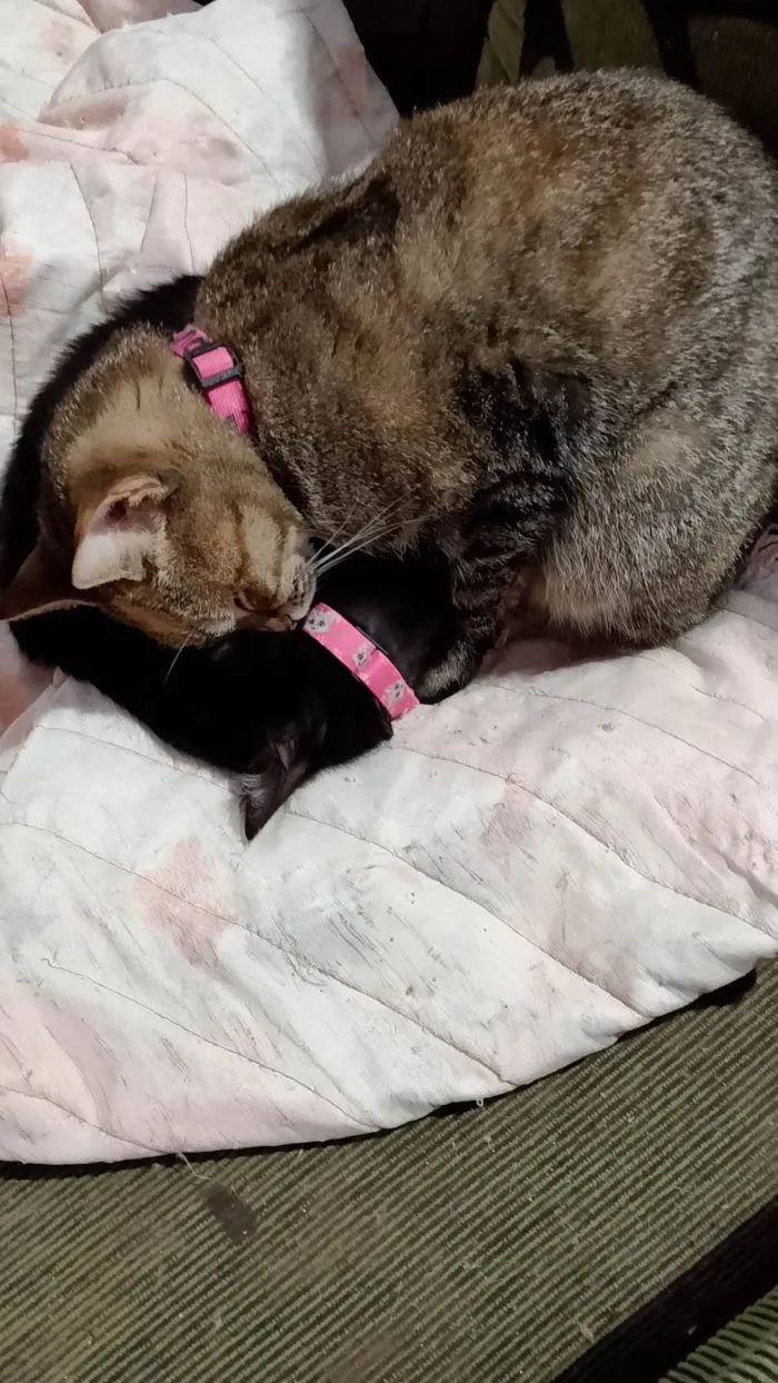 Gato ra a SRD-ViraLata idade 1 ano nome Kisha