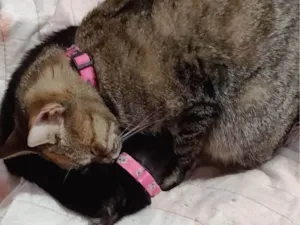Gato raça SRD-ViraLata idade 1 ano nome Kisha