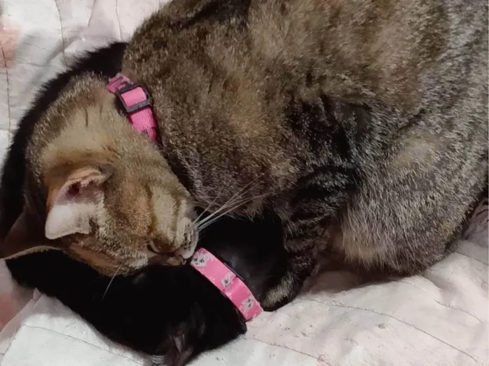 Gato ra a SRD-ViraLata idade 1 ano nome Kisha