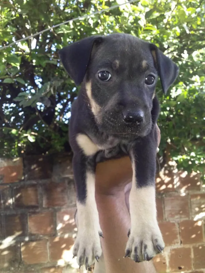 Cachorro ra a SRD-ViraLata idade Abaixo de 2 meses nome Cacau