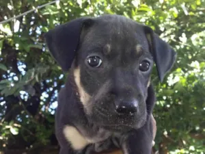 Cachorro raça SRD-ViraLata idade Abaixo de 2 meses nome Cacau