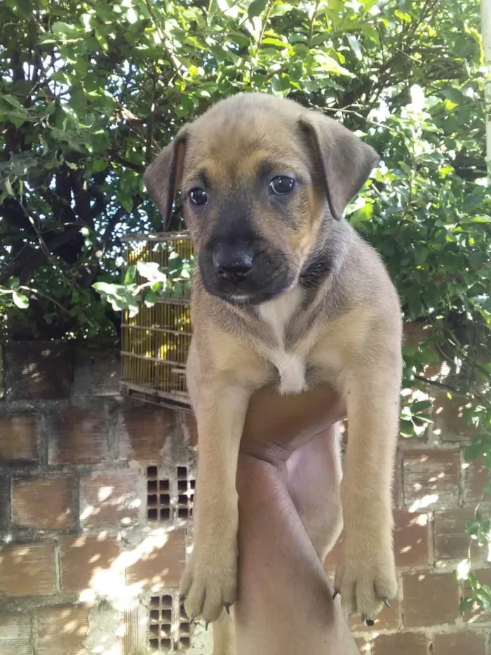 Cachorro ra a SRD-ViraLata idade Abaixo de 2 meses nome Mel
