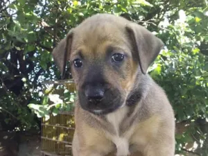 Cachorro raça SRD-ViraLata idade Abaixo de 2 meses nome Mel