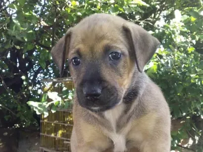 Cachorro raça SRD-ViraLata idade Abaixo de 2 meses nome Mel