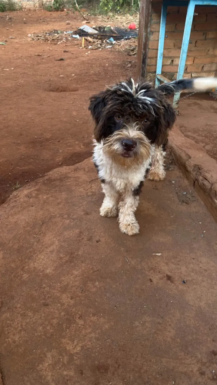 Cachorro ra a Shitzu idade 1 ano nome Spak