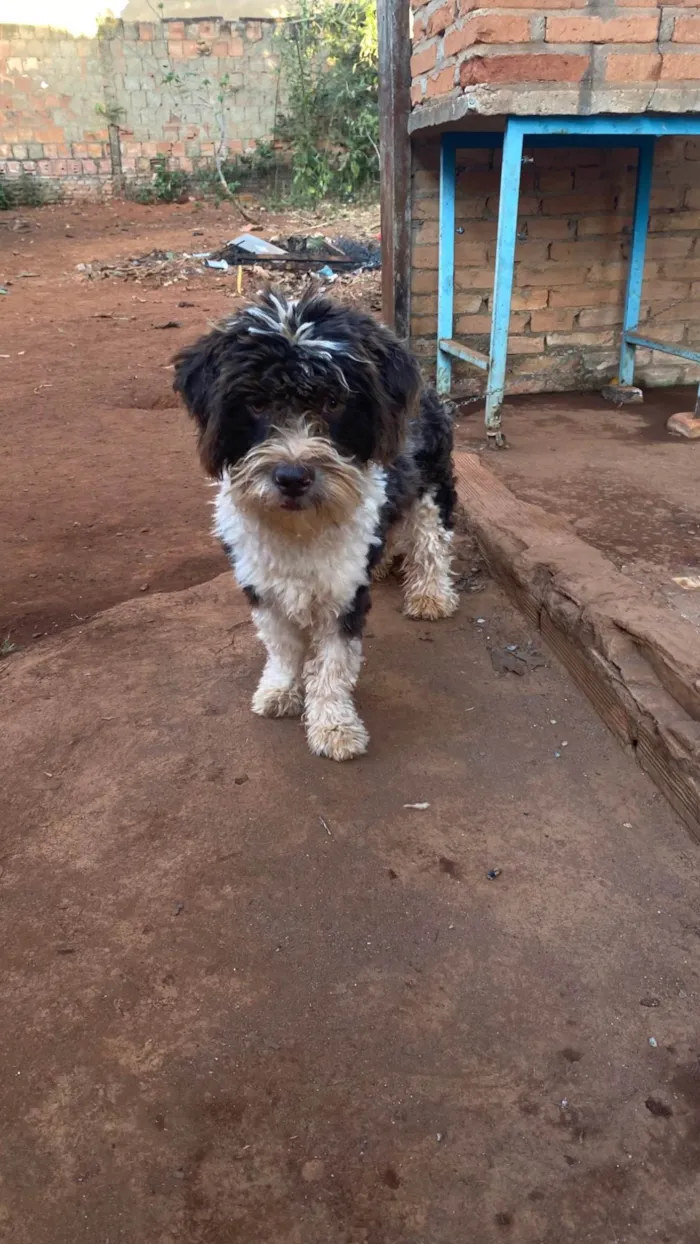 Cachorro ra a Shitzu idade 1 ano nome Spak