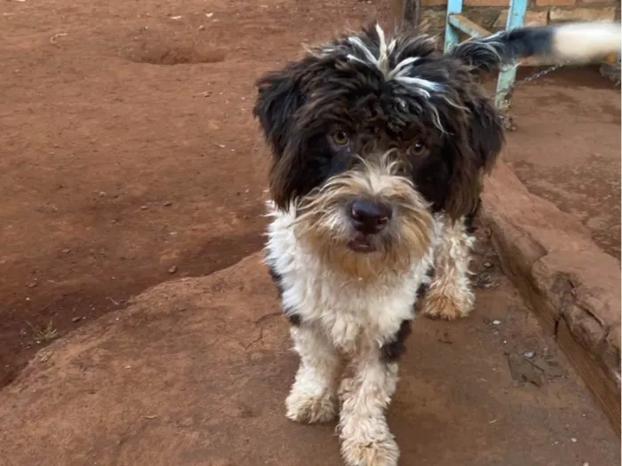 Cachorro ra a Shitzu idade 1 ano nome Spak