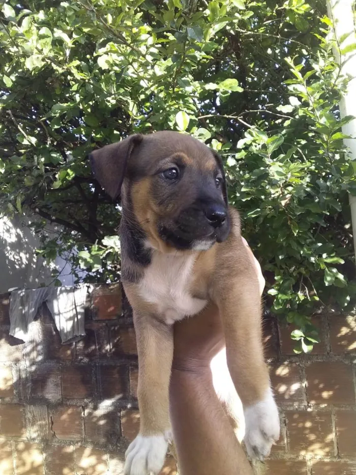 Cachorro ra a SRD-ViraLata idade Abaixo de 2 meses nome Caramela