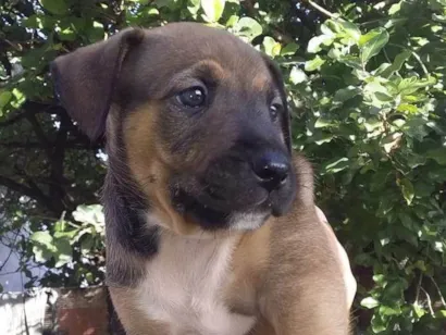Cachorro raça SRD-ViraLata idade Abaixo de 2 meses nome Caramela