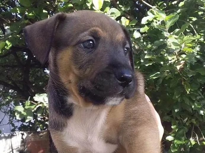 Cachorro ra a SRD-ViraLata idade Abaixo de 2 meses nome Caramela