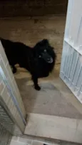 Negão