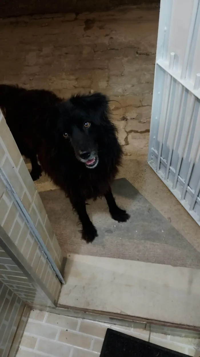 Cachorro ra a SRD-ViraLata idade 2 anos nome Negão