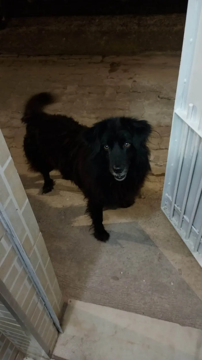 Cachorro ra a SRD-ViraLata idade 2 anos nome Negão