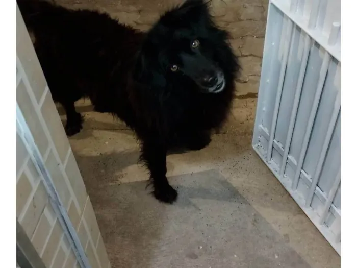 Cachorro ra a SRD-ViraLata idade 2 anos nome Negão