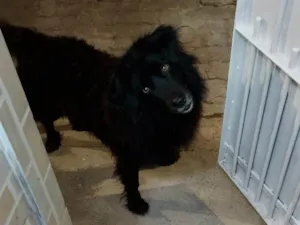 Cachorro raça SRD-ViraLata idade 2 anos nome Negão