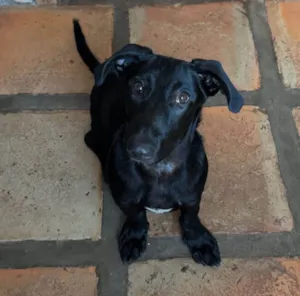 Cachorro raça SRD-ViraLata idade 1 ano nome Paçoca 
