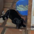Paçoca