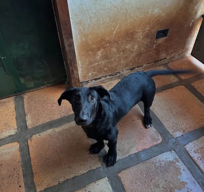 Cachorro ra a SRD-ViraLata idade 1 ano nome Paçoca 