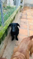 Paçoca