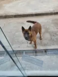 Chase