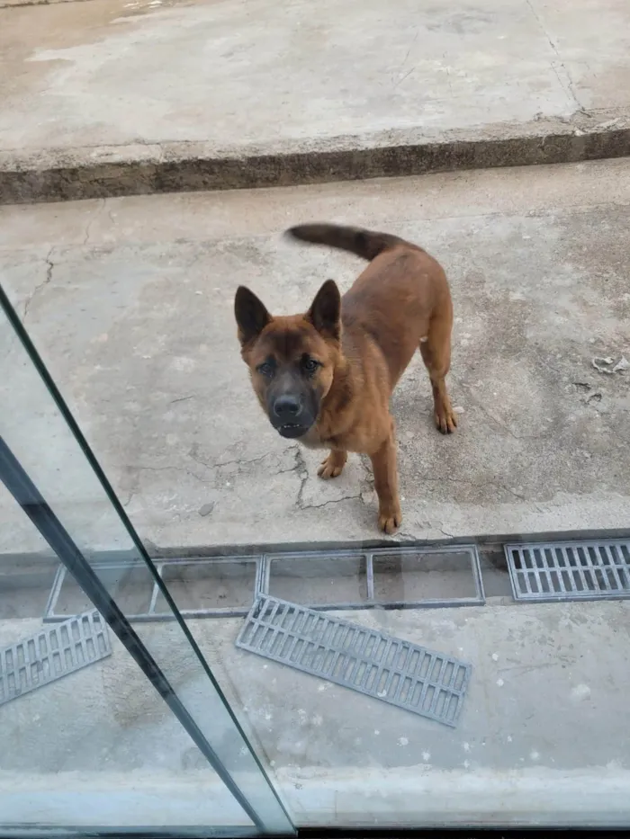 Cachorro ra a SRD-ViraLata idade 7 a 11 meses nome Chase