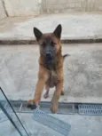 Chase