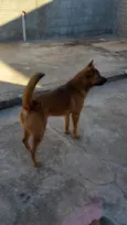 Chase