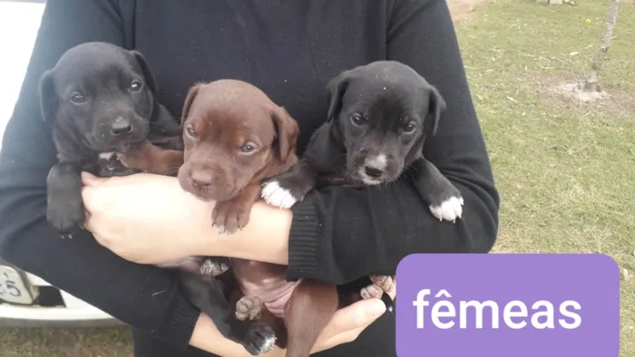 Cachorro ra a SRD-ViraLata idade Abaixo de 2 meses nome DEBORA 
