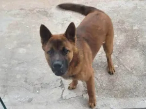 Cachorro raça SRD-ViraLata idade 7 a 11 meses nome Chase