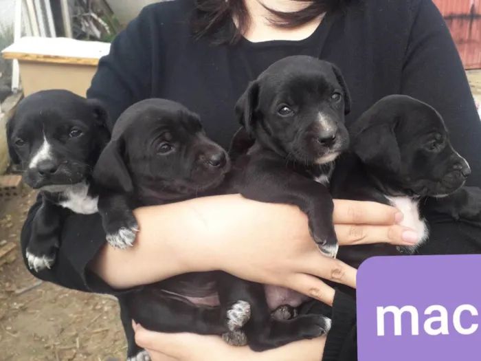 Cachorro ra a SRD-ViraLata idade Abaixo de 2 meses nome DEBORA 