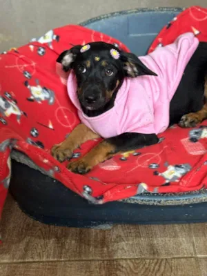 Cachorro raça SRD-ViraLata idade 2 a 6 meses nome Suri