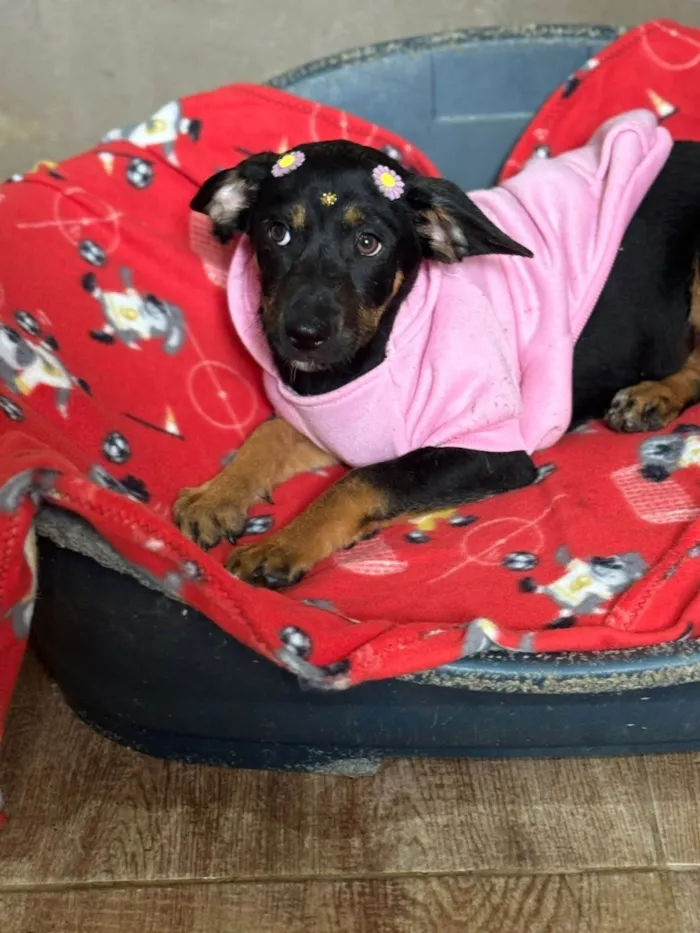 Cachorro ra a SRD-ViraLata idade 2 a 6 meses nome Suri