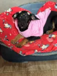 Suri