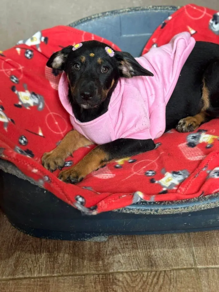 Cachorro ra a SRD-ViraLata idade 2 a 6 meses nome Suri