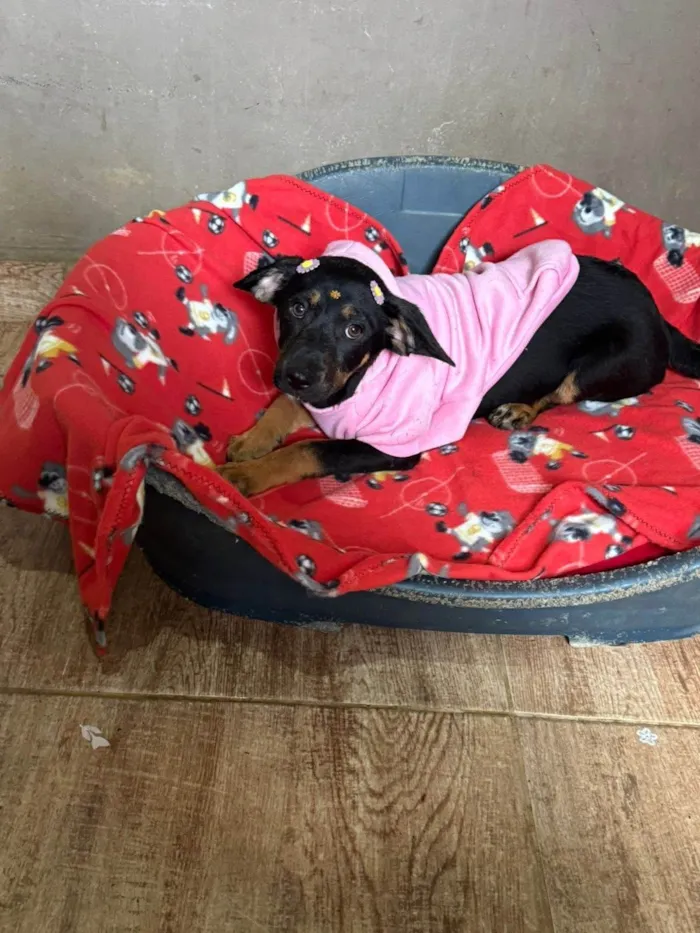 Cachorro ra a SRD-ViraLata idade 2 a 6 meses nome Suri