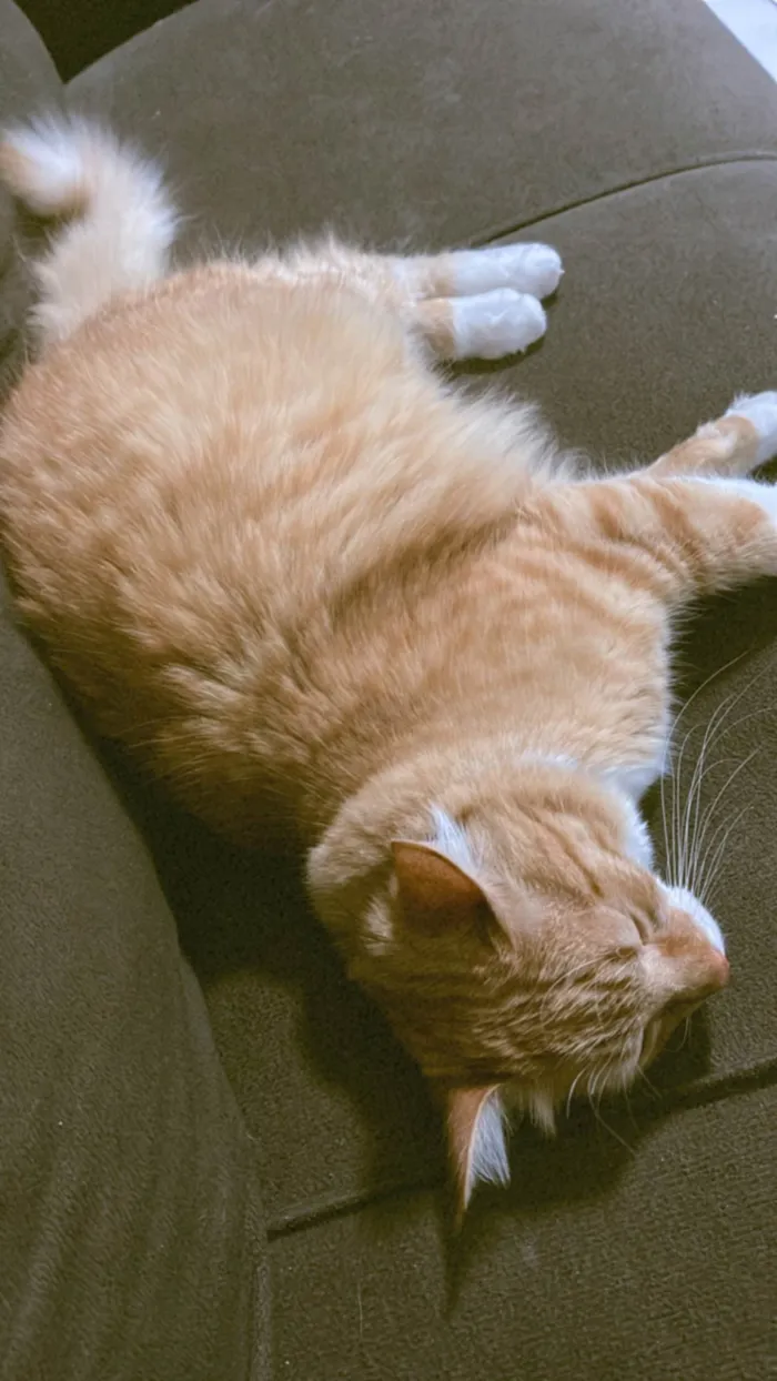 Gato ra a SRD-ViraLata idade 1 ano nome Valdinei 