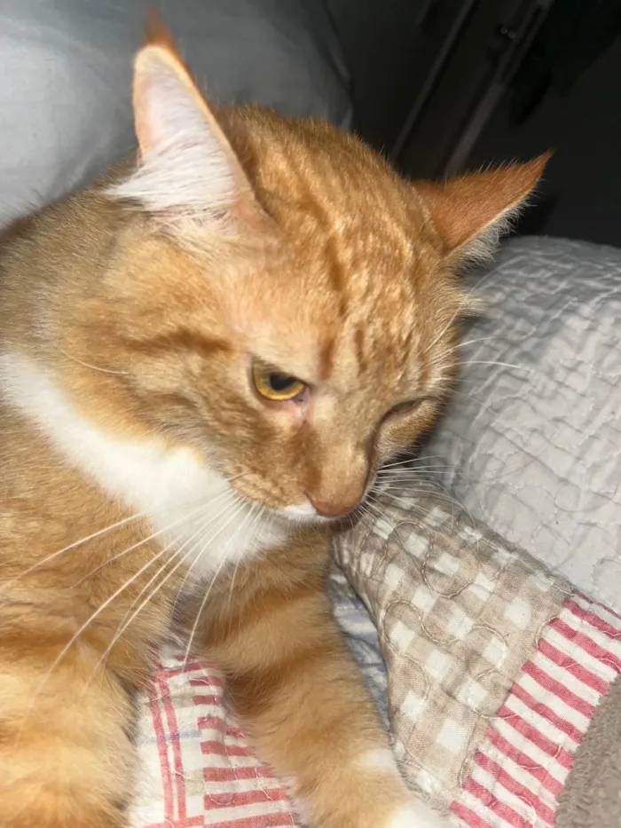 Gato ra a SRD-ViraLata idade 1 ano nome Valdinei 