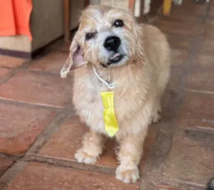 Cachorro raça SRD-ViraLata idade 6 ou mais anos nome Guri