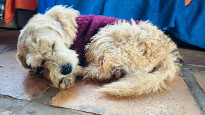 Cachorro ra a SRD-ViraLata idade 6 ou mais anos nome Guri