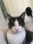 Fumaça