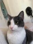 Fumaça